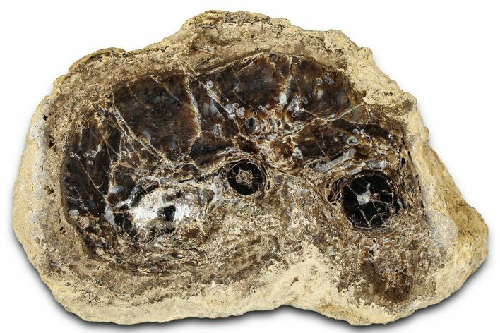 Polished Fossil Stromatolite Colony on Petrified Wood - Utah #365924